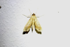 Anarmodia