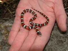 Lampropeltis gentilis