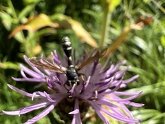 Physocephala rufipes