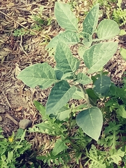 Datura wrightii