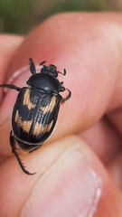 Anisoplia farraria
