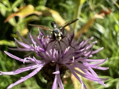 Physocephala rufipes