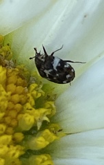 Anthrenus angustefasciatus