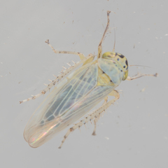 Macrosteles quadrilineatus