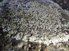 Protoparmeliopsis muralis