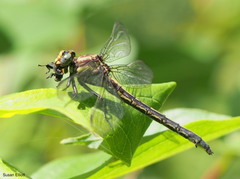 Phanogomphus descriptus