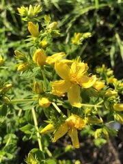 Hypericum perforatum