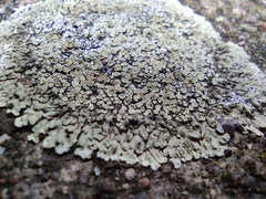 Protoparmeliopsis muralis