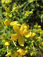 Hypericum perforatum