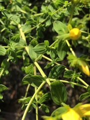 Hypericum perforatum