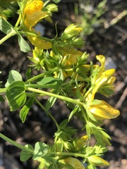 Hypericum perforatum
