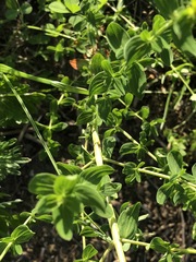 Hypericum perforatum