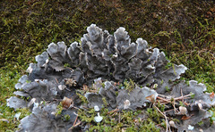 Peltigera canina
