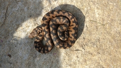 Vipera aspis aspis