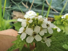 Alliaria petiolata