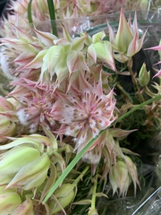Sempervivum arachnoideum