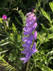 Vicia tenuifolia