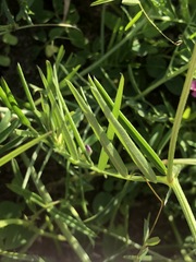 Vicia tenuifolia