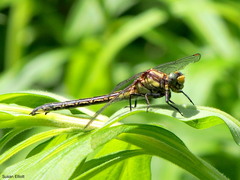 Phanogomphus descriptus