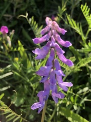 Vicia tenuifolia