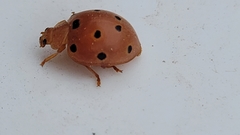 Henosepilachna argus