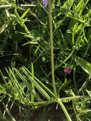 Vicia tenuifolia