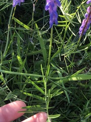 Vicia tenuifolia