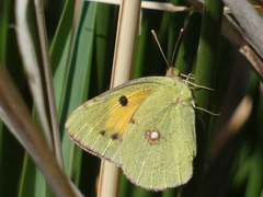 Colias croceus