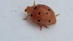 Henosepilachna argus