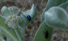 Chrysochus cobaltinus