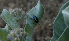 Chrysochus cobaltinus