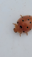 Henosepilachna argus