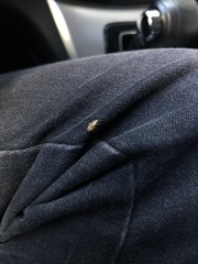 Belonochilus numenius