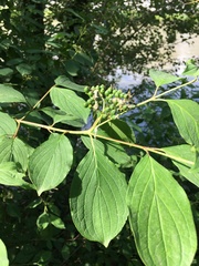 Cornus sanguinea