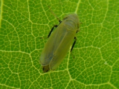 Diplocolenus