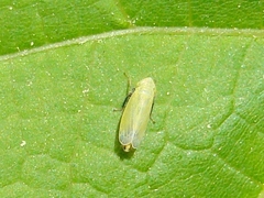 Diplocolenus