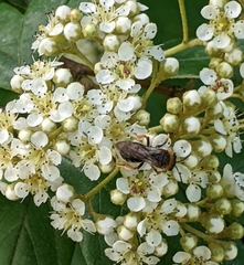 Andrena haemorrhoa