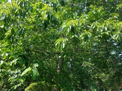 Castanea dentata