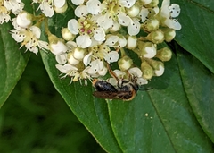 Andrena haemorrhoa