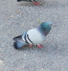 Columba livia domestica