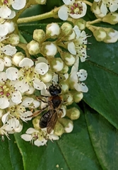Andrena haemorrhoa