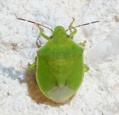 Thyanta custator accerra