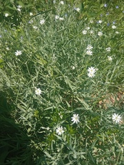 Stellaria palustris