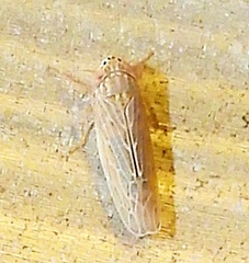 Graminella sonora