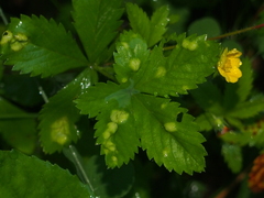 Phylloxera caryaefallax