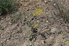 Leiotulus secacul