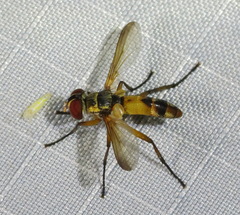 Xanthomelanodes flavipes