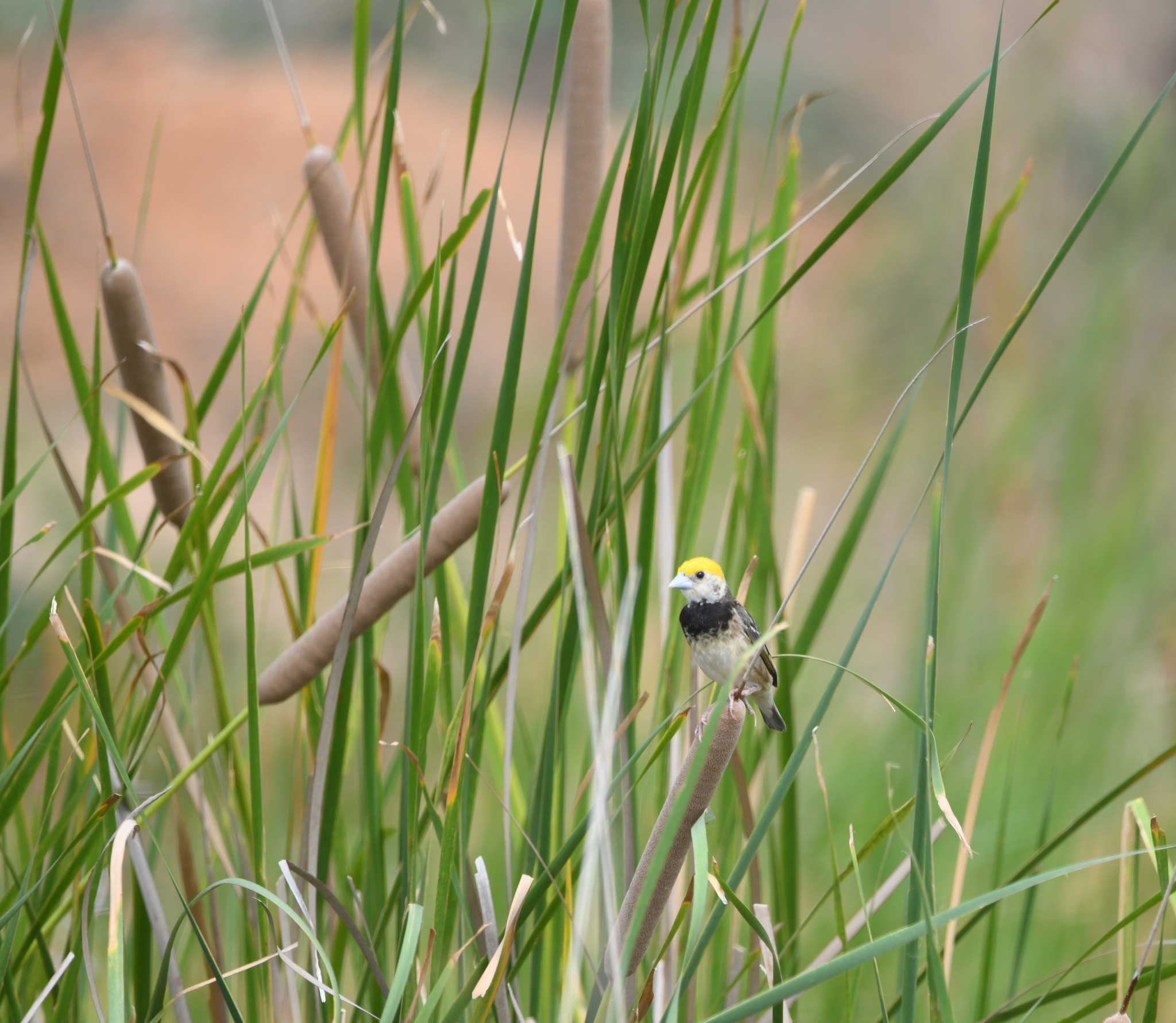 Black-breasted Weaver