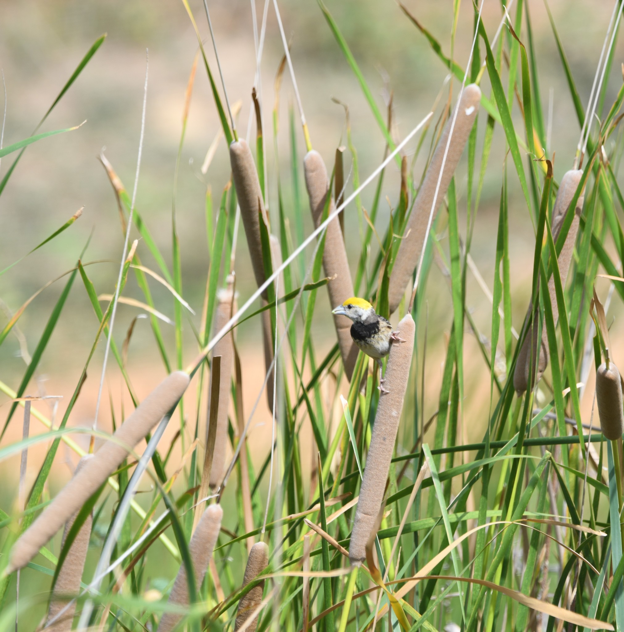 Black-breasted Weaver