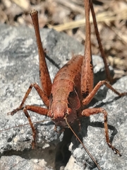 Pholidoptera griseoaptera